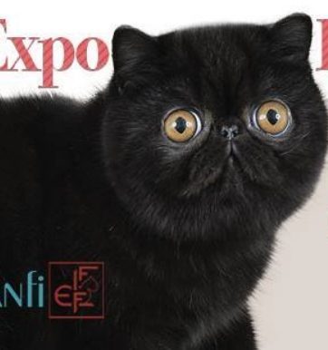 esposizione-internazionale-felina-worldcats