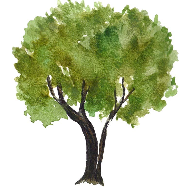 l-albero-in-citta-un-essere-vivente-da-comprendere-e-curare